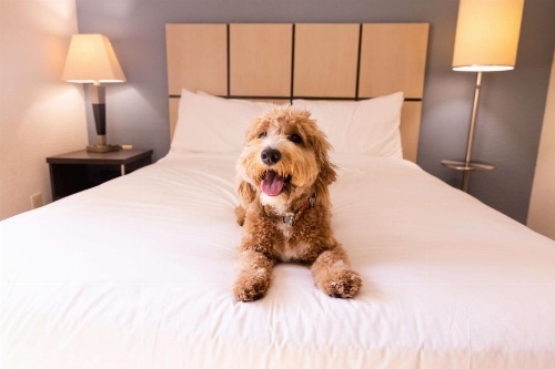 Sonesta Simply Suites Chicago Libertyville image 10